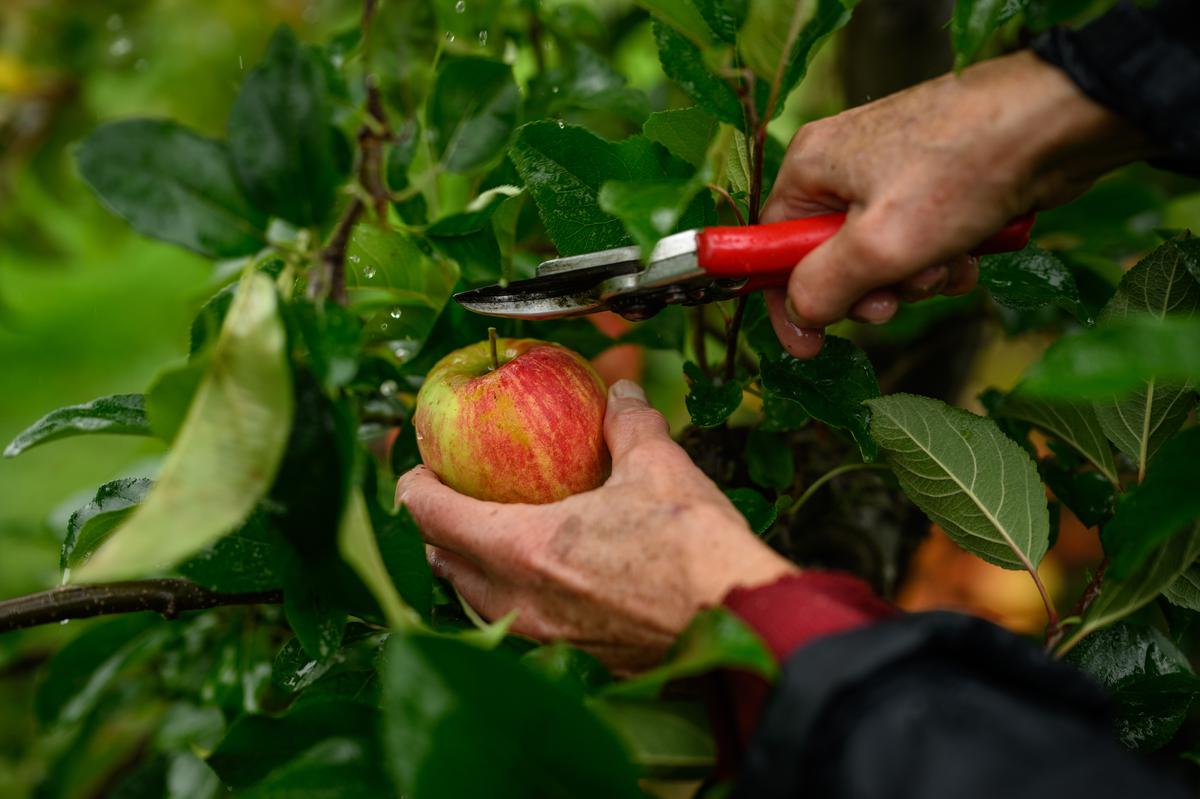 A simple tip: Gently squeeze fruits to assess their ripeness. Fruits like apples and peaches should feel firm but yield slightly to pressure when squeezed.