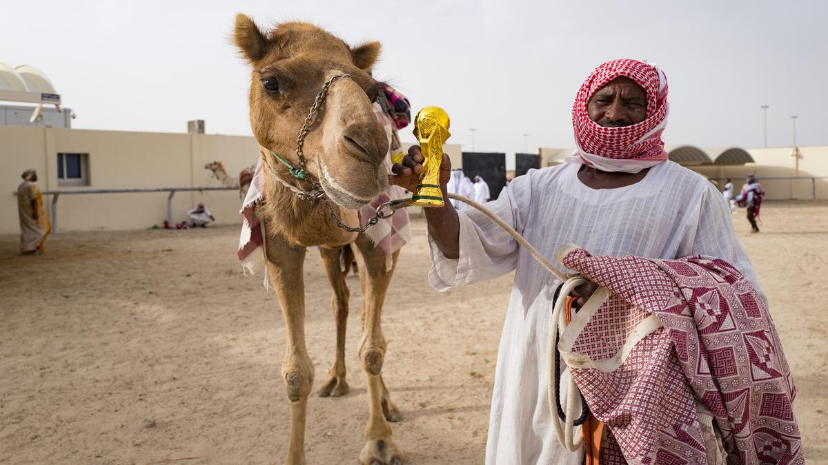 FIFA World Cup frenzy puts strain on Qatar’s camels