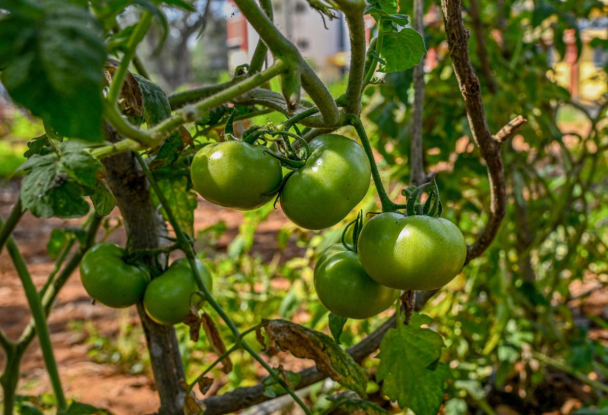 Organic is better Tomatoes grown at Andhra University Avanic Organics Gardening Hub, a community farm, within the university campus in Visakhapatnam.