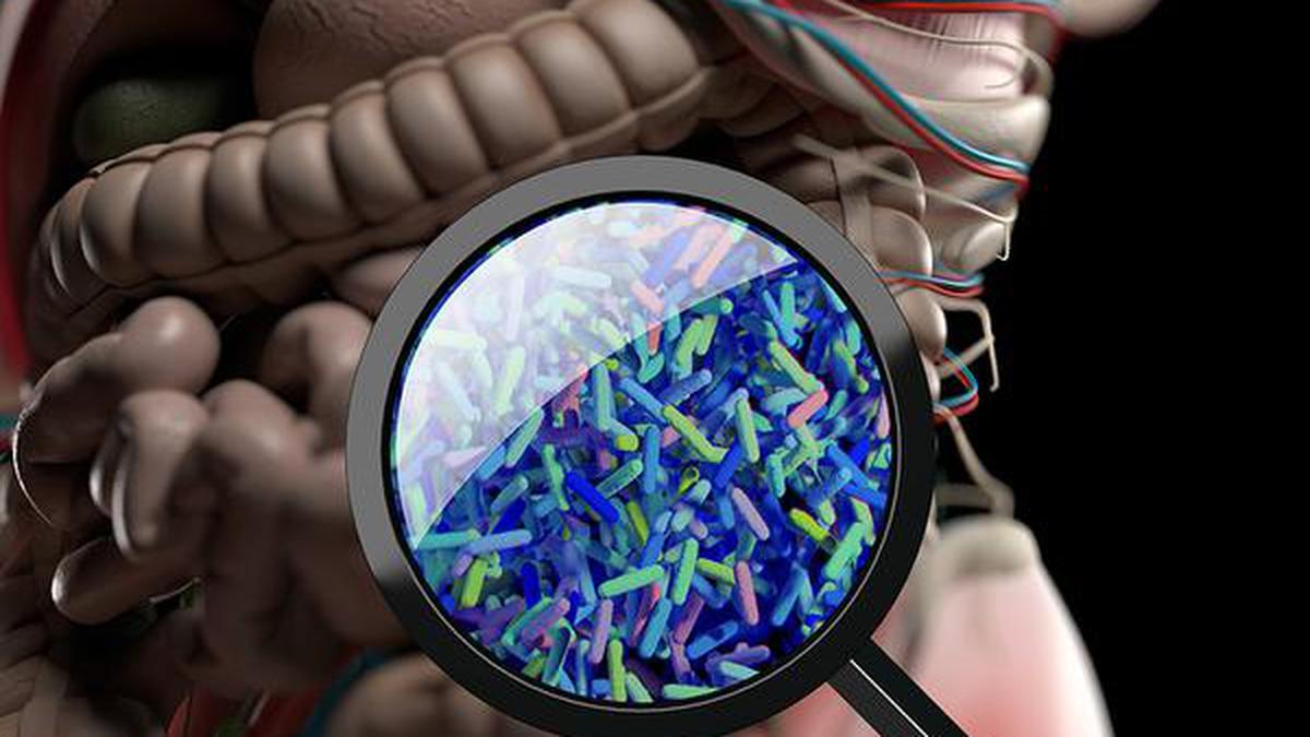 Microbiome — the gut feeling in an athlete