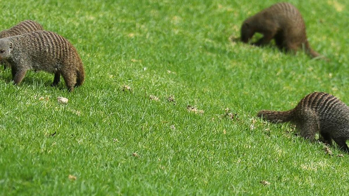 Tommy Fleetwood and hilarious mongoose attack in Sun City